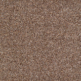 Salcombe Carpet